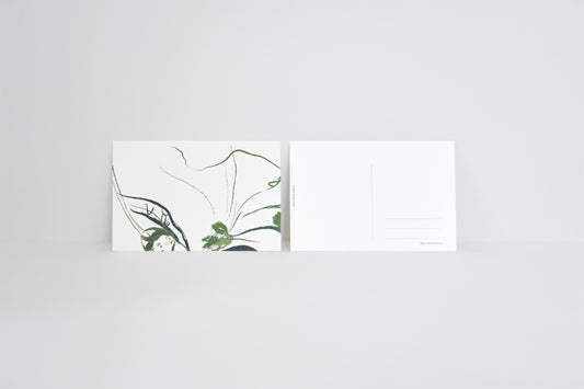 Assorted postcard bundle (3pcs) Tulip | Lotus | Morning Glory